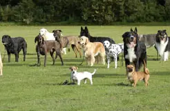 Honden die het 'sta' commando krijgen