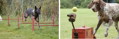 Twee foto's van de behendigheidstraining