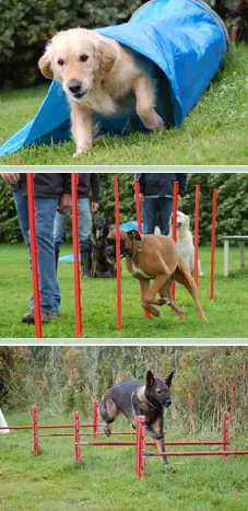 Drie foto's van de behendigheidstraining