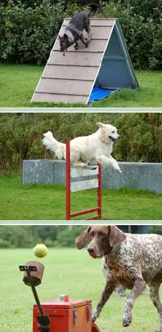 Drie foto's van de behendigheidstraining