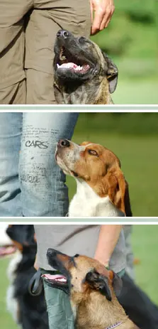 Drie foto's van volwassen honden die getrained worden