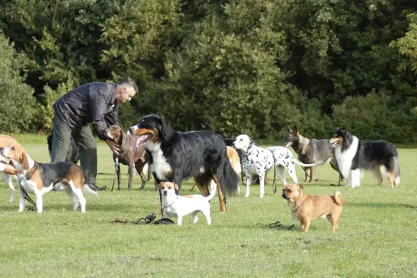 Honden tijdens het commando 'sta'