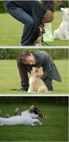 Drie foto's van puppies die getrained worden